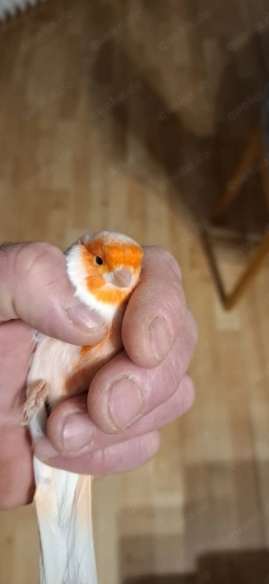 Rot Mosaik Kanarienvögel 