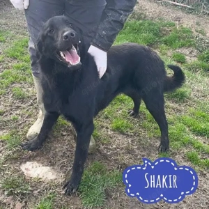 Shakir, junger, gutmütiger und verschmuster Labrador Mix