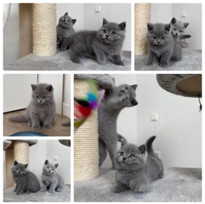 Wunderschöne Britisch Kurzhaar Kitten (BKH-Kitten) mit Stammbaum und edler Abstammung