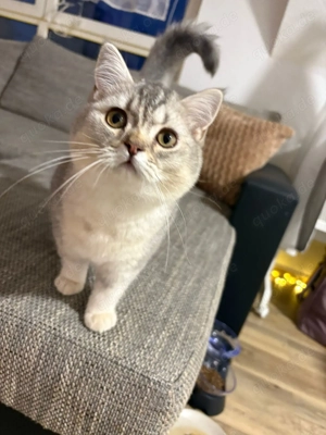 Bkh kitten Kater sucht zu Hause