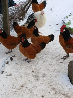 Vorwerkhühner abzugeben 