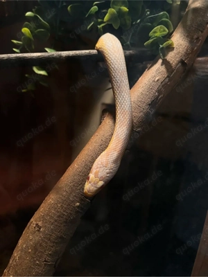 Kornnatter zuchtpaar "Snow"