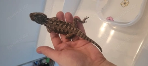 Zwergbartagame henrylawsoni Bild 3