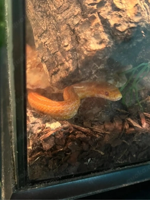 Kornnatter männchen