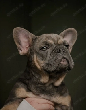 Liebevolle Französische Bulldoggen Bild 2
