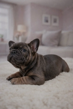 Liebevolle Französische Bulldoggen Bild 3