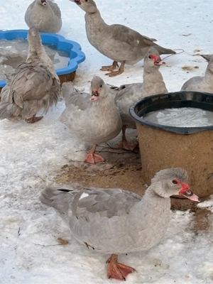 Flugenten perlgrau Bild 3