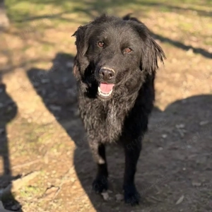 Indy, lieber und verschmuster Mudi   Kroatischer Schäferhund muss endlich raus aus dem Tierheim Bild 6