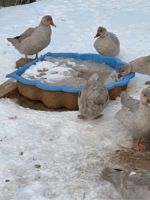 Flugenten perlgrau Bild 2