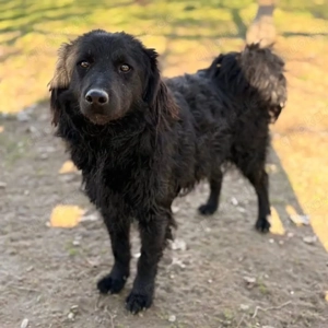 Indy, lieber und verschmuster Mudi   Kroatischer Schäferhund muss endlich raus aus dem Tierheim Bild 5