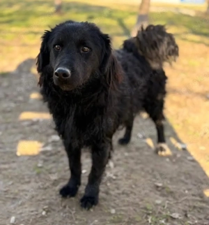 Indy, lieber und verschmuster Mudi   Kroatischer Schäferhund muss endlich raus aus dem Tierheim Bild 3