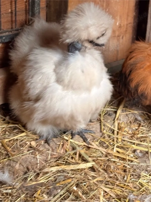 Showgirl Gruppe 9 Tiere