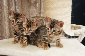 Bengal-Kätzchen (männlich und weiblich) zu verkaufen. WhatsApp: 015777944807  