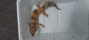 Leopardgecko Weibchen DNZ 2025  Bild 3