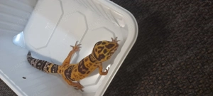 Leopardgecko Weibchen DNZ 2025 
