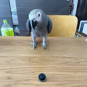 Graupapagei Kostenlos 