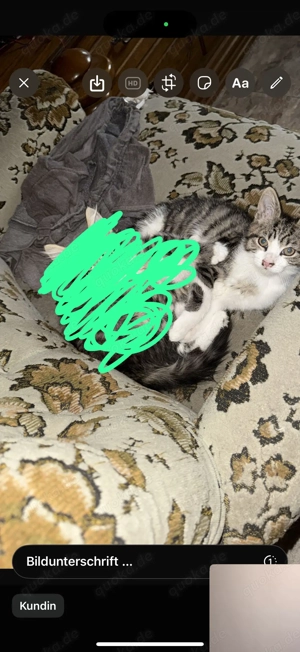 Wunderschöne Englische Langhaar Main coon Kitten zu verkaufen