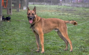 Einzelprinz Sjel sucht aktives Zuhause