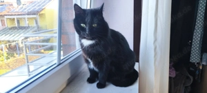 Vierjährige, sterilisierte Katze in liebevolles Zuhause abzugeben