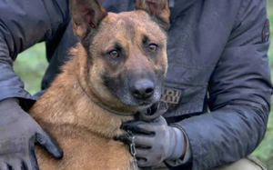 Einzelprinz Sjel sucht aktives Zuhause Bild 2