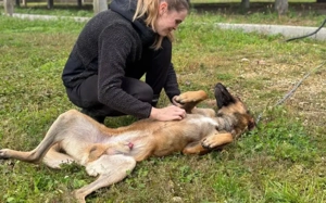 Einzelprinz Sjel sucht aktives Zuhause Bild 3