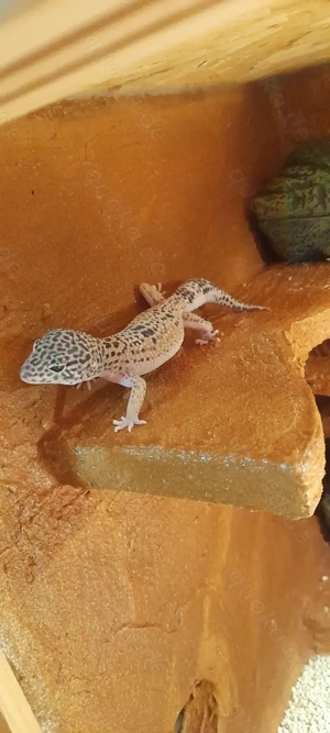 Leopardgecko Weibchen DNZ 2025 