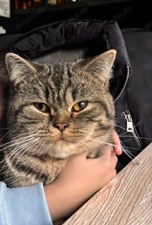 BKH Kater  2 Jahre alt Kuschelbär 