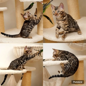 Süße TICA-Bengal-Kätzchen zur Adoption. WhatsApp: 015777944807  