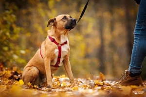 Mischling 3Jahre alt