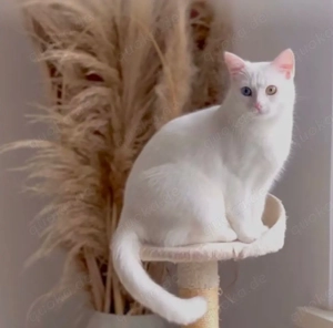 BKH-Angora Katze zwei unterschiedliche augen farbe