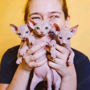 Sphynx-Kätzchen sind bereit