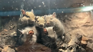 5 Degu Jungs zu verschenken 