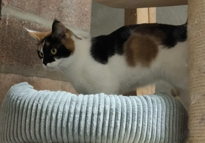 Maine coon Mix Mädchen