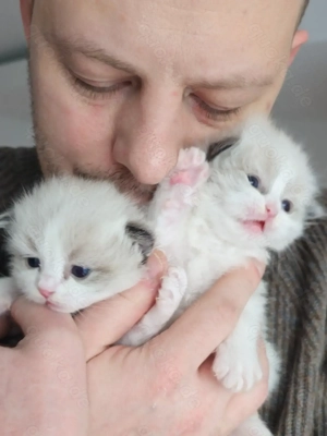 Ragdoll Kitten mit WCF Stammbaum aus Champion Verpaarung Bild 2