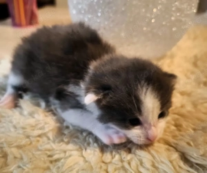 Maine Coon mix Kitten 