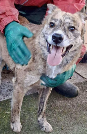 Simba   sensibel, verschmust, lustig