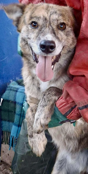 Simba   sensibel, verschmust, lustig Bild 2