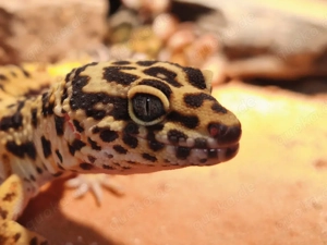 Leopardgecko Männchen 