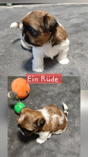 Welpen Shih Tzu 
