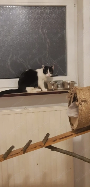 Hauskatze mischling mit main coon