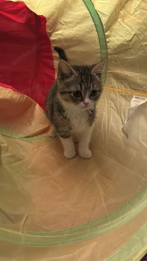 britische Kurzhaar  Kitte