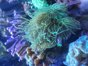 Euphyllia Koralle Meerwasser 