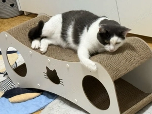 Europäische kurzhaar mädchen 