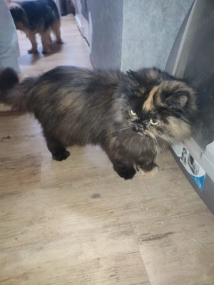 Liebevolles zuhause gesucht