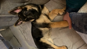 Schweren Herzens suchen wir für unsere Schäferhund-Hündin Bagira ein neues, liebevolles Zuhause.