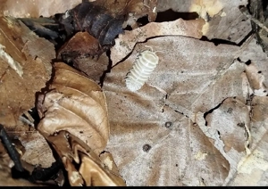 12x Asseln | Armadillidium maculatum Isopod
