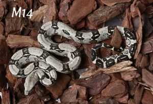 Boa c. longicauda high yellow Russo Linie z25 und proven breeder Paar nz17