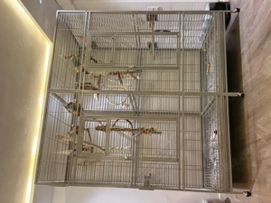 Graupapageien Pärchen (m+w) abzugeben inkl. XXL Premium Käfig (Neupreis 1200 ) + komplettes Zubehör Bild 7