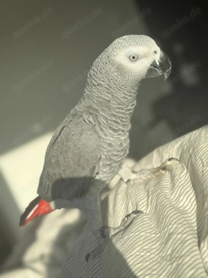 Graupapageien Pärchen (m+w) abzugeben inkl. XXL Premium Käfig (Neupreis 1200 ) + komplettes Zubehör Bild 3