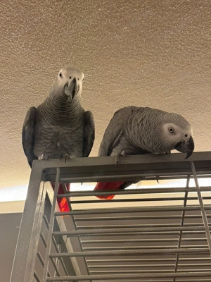 Graupapageien Pärchen (m+w) abzugeben inkl. XXL Premium Käfig (Neupreis 1200 ) + komplettes Zubehör Bild 5